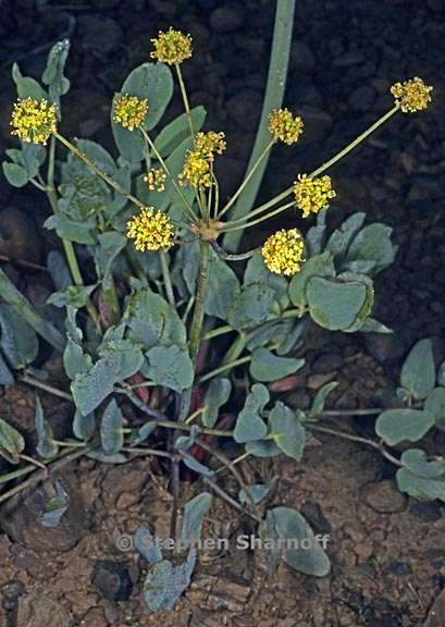 lomatium nudicaule 1 graphic